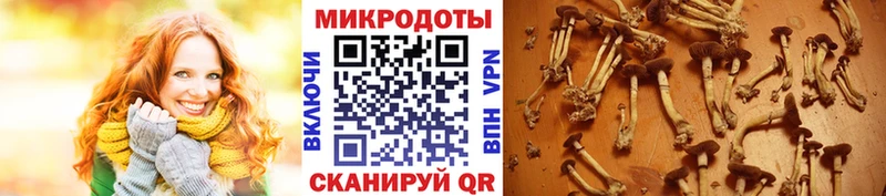 Купить  Костомукша  Псилоцибиновые грибы Magic Shrooms 